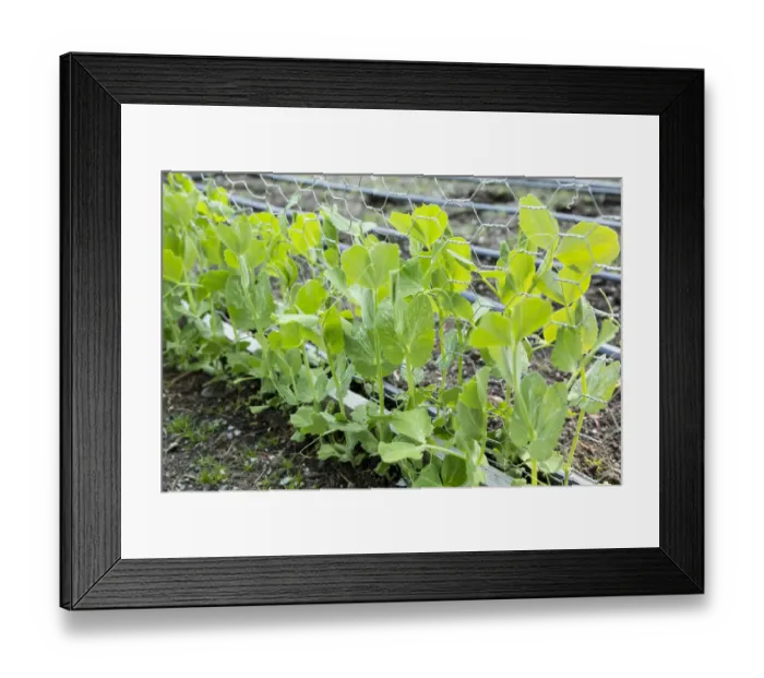 Framed Print : Issaquah, Washington State, USA. Snap peas growing up a chicken wire trellis