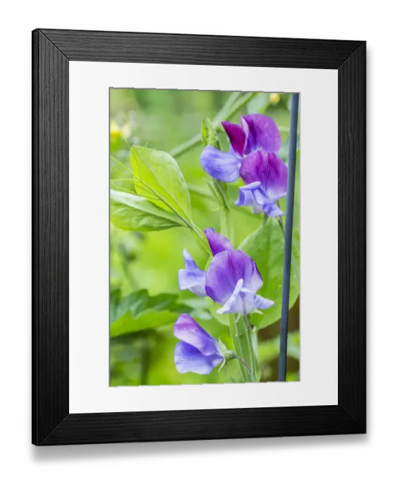 Framed Print : Issaquah, Washington State, USA. Close-up of Sweet Peas in blossom Framed Print : Issaquah, Washington State, USA. Close-up of Sweet Peas in blossom