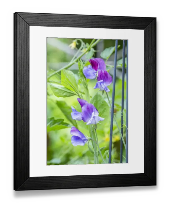 Framed Print : Issaquah, Washington State, USA. Close-up of Sweet Peas in blossom Framed Print : Issaquah, Washington State, USA. Close-up of Sweet Peas in blossom