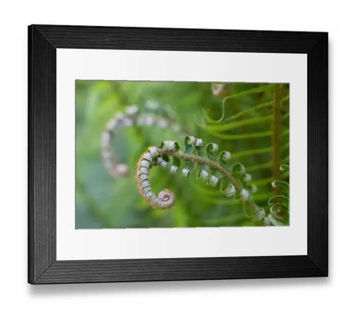 Framed Print : Issaquah, Washington State, USA. Lady fern plant in early spring Framed Print : Issaquah, Washington State, USA. Lady fern plant in early spring