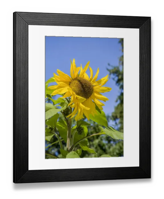 Framed Print : Bellevue, Washington State, USA. Sunflower plant on a sunny day Framed Print : Bellevue, Washington State, USA. Sunflower plant on a sunny day