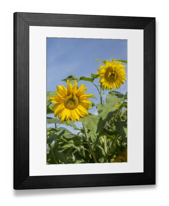 Framed Print : Issaquah, Washington State, USA. Sunflower plants on a sunny day Framed Print : Issaquah, Washington State, USA. Sunflower plants on a sunny day