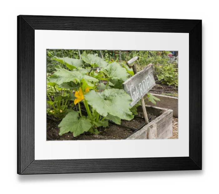 Framed Print : Issaquah, Washington State, USA. Squash plant with blossom Framed Print : Issaquah, Washington State, USA. Squash plant with blossom