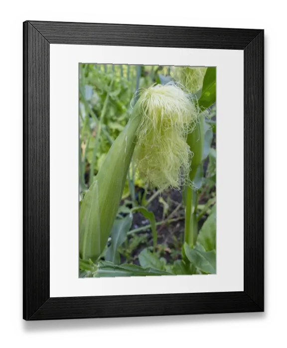 Framed Print : Issaquah, Washington State, USA. Corn growing with a tassel