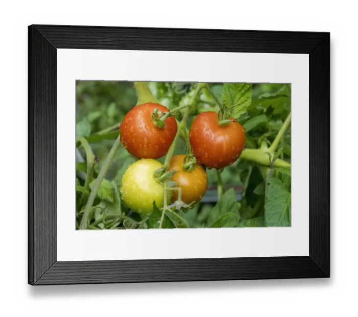 Framed Print : Issaquah, Washington State, USA. Matina heirloom tomato plant Framed Print : Issaquah, Washington State, USA. Matina heirloom tomato plant