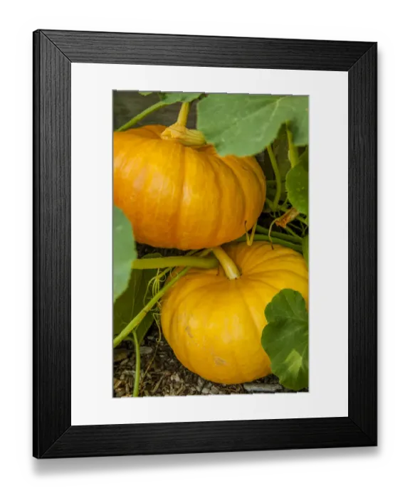 Framed Print : Issaquah, Washington State, USA. Pumpkins ready to harvest Framed Print : Issaquah, Washington State, USA. Pumpkins ready to harvest