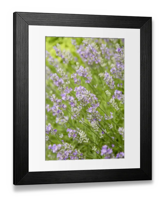 Framed Print : Issaquah, Washington State, USA. Lavender plants in bloom Framed Print : Issaquah, Washington State, USA. Lavender plants in bloom