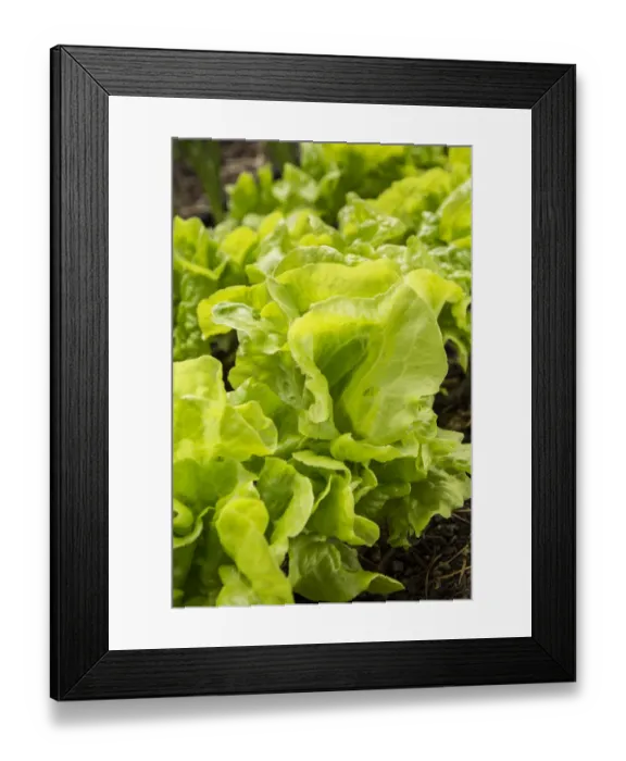 Framed Print : Issaquah, Washington State, USA. Tom Thumb lettuce plants