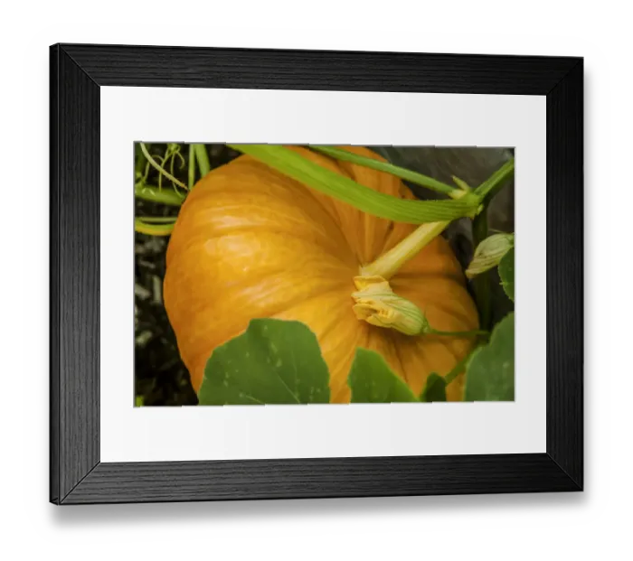 Framed Print : Issaquah, Washington State, USA. Pumpkin ready to harvest Framed Print : Issaquah, Washington State, USA. Pumpkin ready to harvest