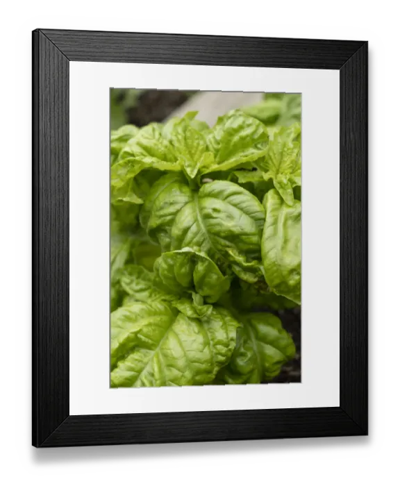 Framed Print : Bellevue, Washington State, USA. Mammoth Sweet Basil plant