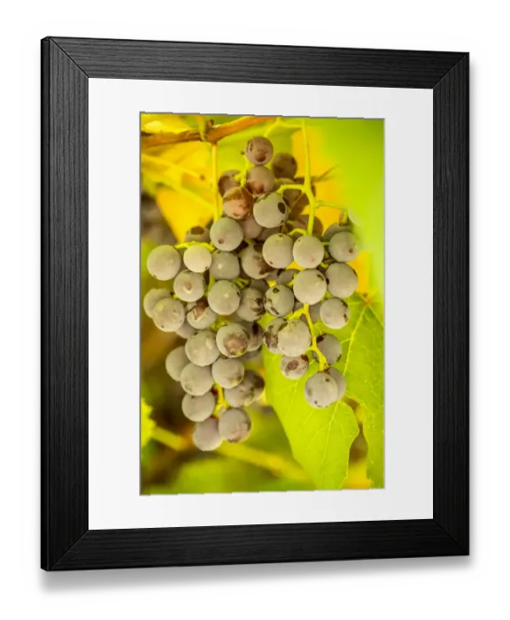 Framed Print : Leavenworth, Washington State, USA. Ripe grapes growing Framed Print : Leavenworth, Washington State, USA. Ripe grapes growing