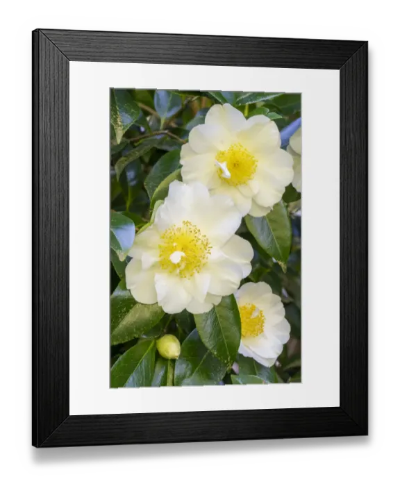 Framed Print : Issaquah, Washington State, USA. Flowering Camellia bush Framed Print : Issaquah, Washington State, USA. Flowering Camellia bush