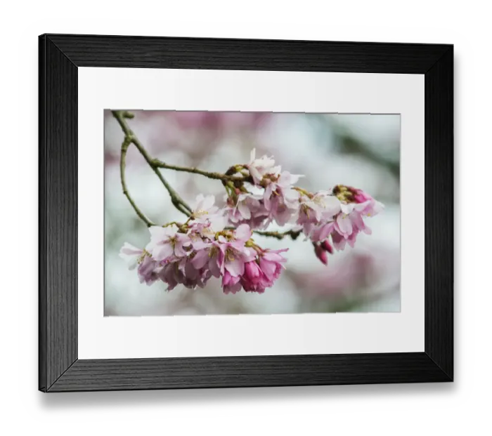 Framed Print : Washington State, Bellevue. Cherry blossoms Framed Print : Washington State, Bellevue. Cherry blossoms