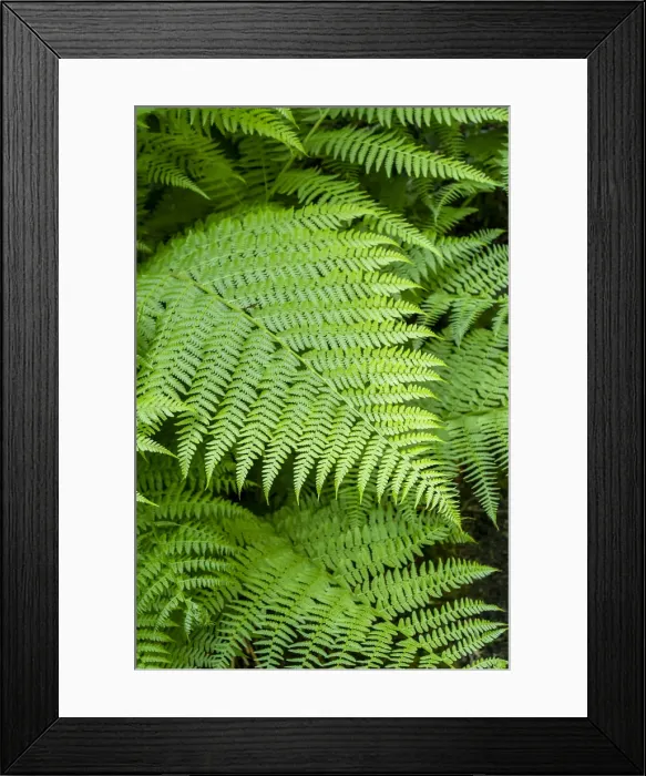 Framed Print : Issaquah, Washington State, USA. Lady Fern frond Framed Print : Issaquah, Washington State, USA. Lady Fern frond