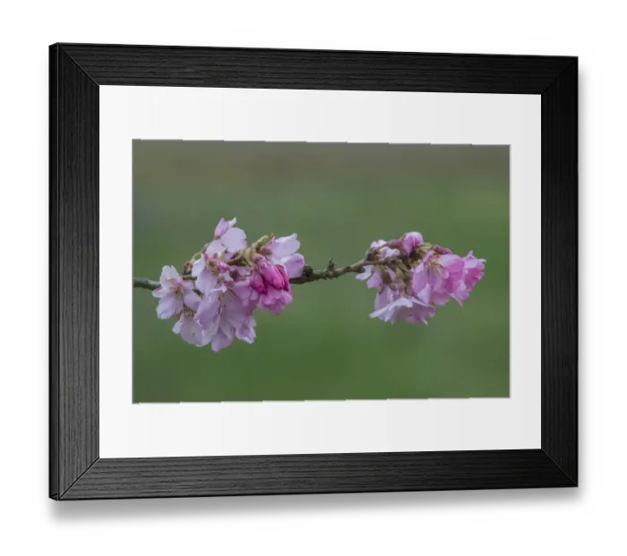 Framed Print : Washington State, Bellevue. Cherry blossoms Framed Print : Washington State, Bellevue. Cherry blossoms