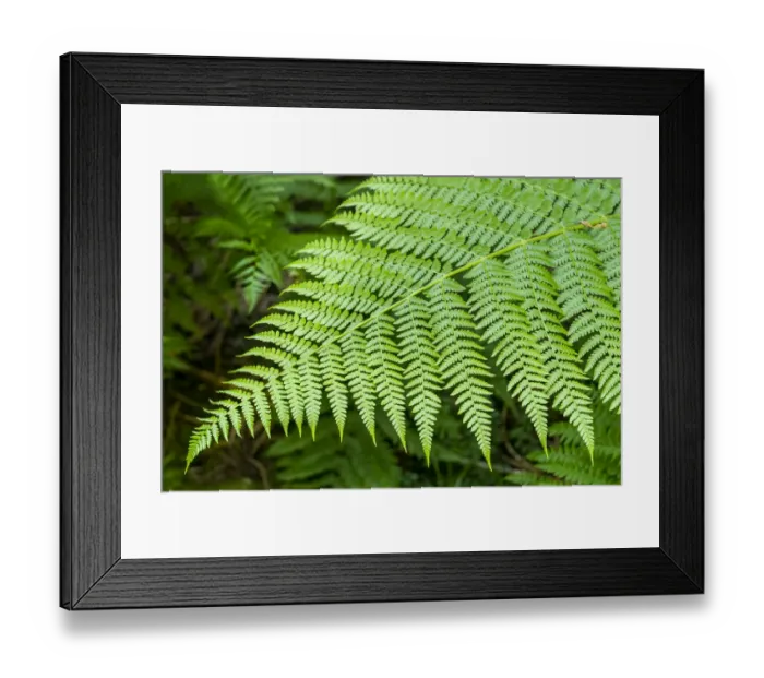 Framed Print : Issaquah, Washington State, USA. Lady Fern frond Framed Print : Issaquah, Washington State, USA. Lady Fern frond