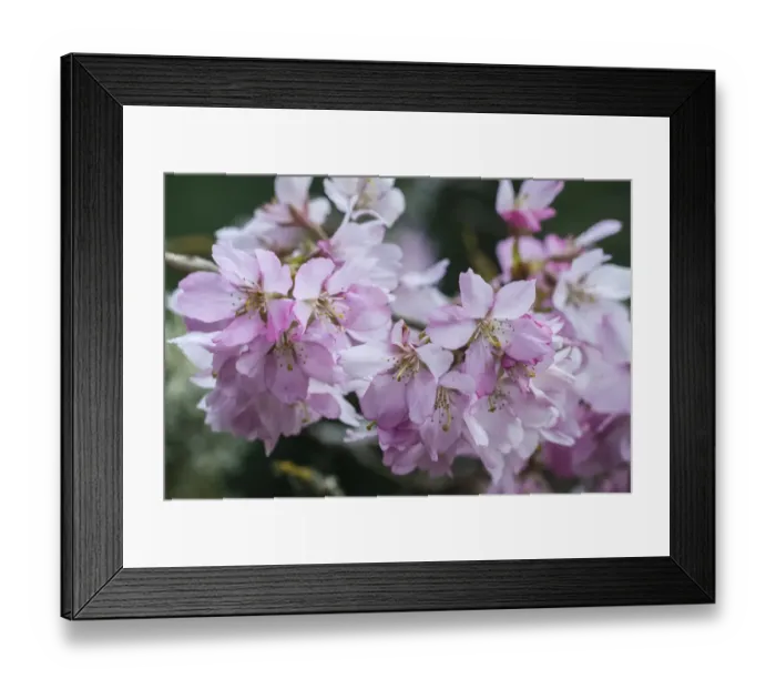 Framed Print : Washington State, Bellevue. Cherry blossoms Framed Print : Washington State, Bellevue. Cherry blossoms