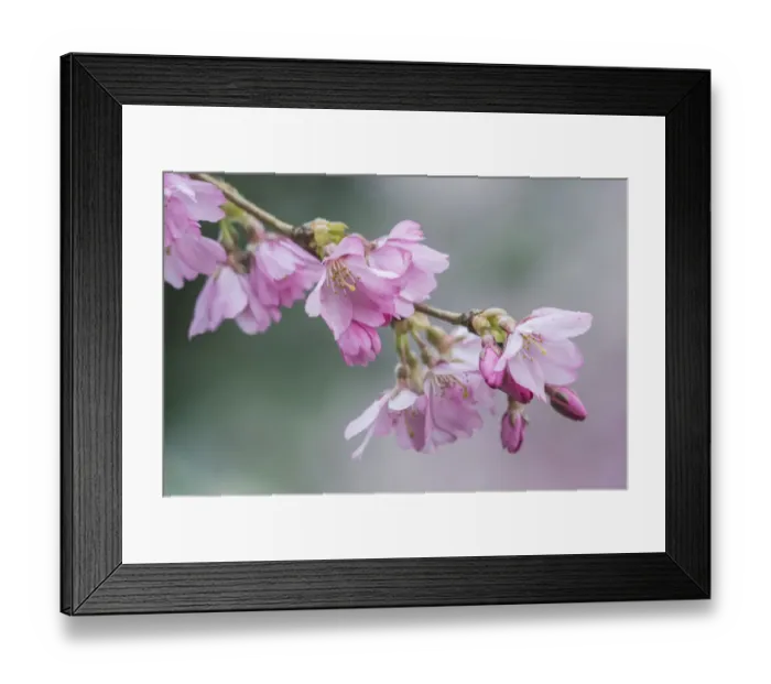 Framed Print : Washington State, Bellevue. Cherry blossoms