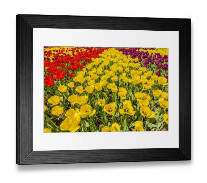 Framed Print : Mount Vernon, Washington State, USA. Tulip garden