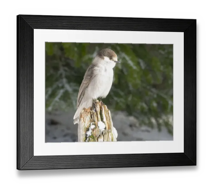 Framed Print : Washington State, Tiger Mountain. Gray jay