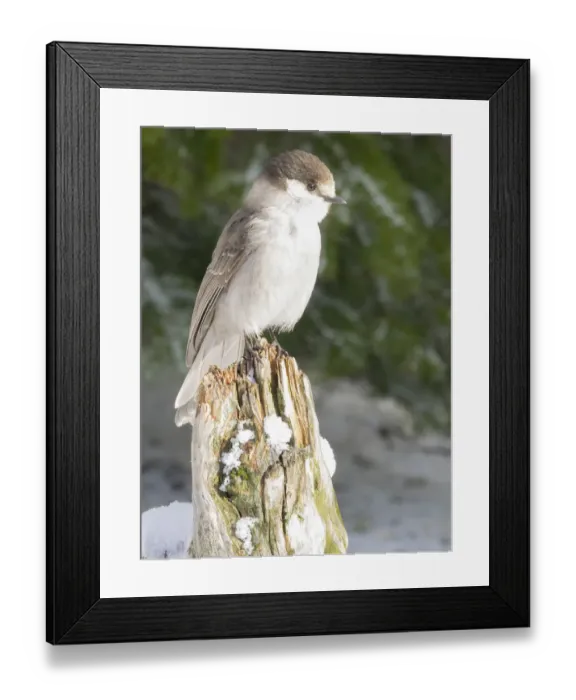 Framed Print : Washington State, Tiger Mountain. Gray jay Framed Print : Washington State, Tiger Mountain. Gray jay