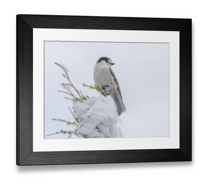 Framed Print : Washington State, Tiger Mountain. Gray jay Framed Print : Washington State, Tiger Mountain. Gray jay