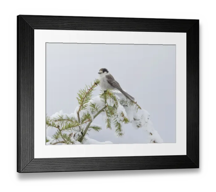 Framed Print : Washington State, Tiger Mountain. Gray jay Framed Print : Washington State, Tiger Mountain. Gray jay