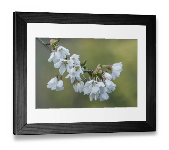 Framed Print : Washington State, Bellevue. Cherry blossoms Framed Print : Washington State, Bellevue. Cherry blossoms