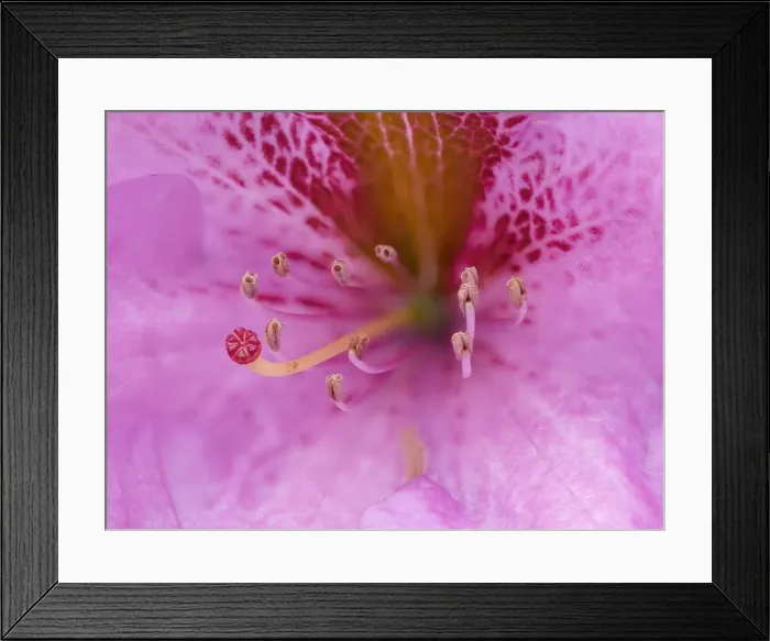 Framed Print : Washington State, Rhododendron Flower