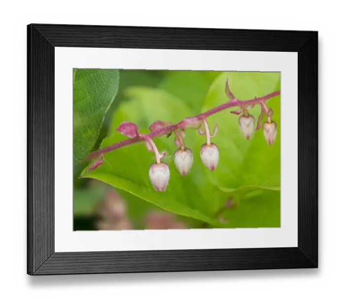 Framed Print : Washington State, Salal flowers
