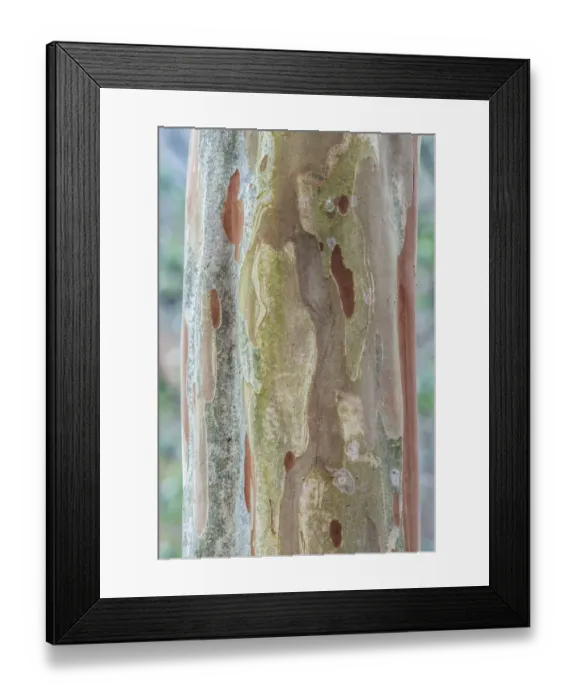 Framed Print : Washington State, Bellevue. Crape Myrtle trunk Framed Print : Washington State, Bellevue. Crape Myrtle trunk