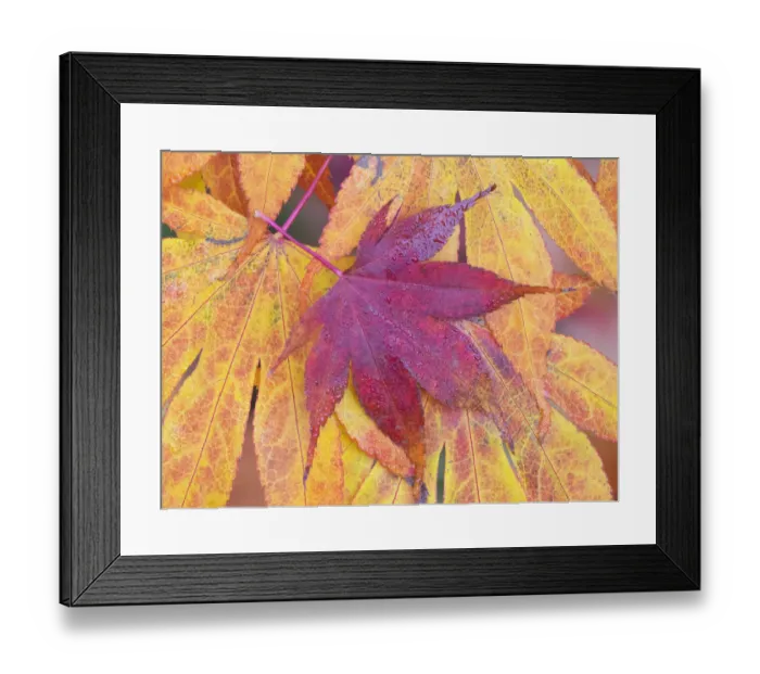 Framed Print : Washington State, Maple leaves Framed Print : Washington State, Maple leaves