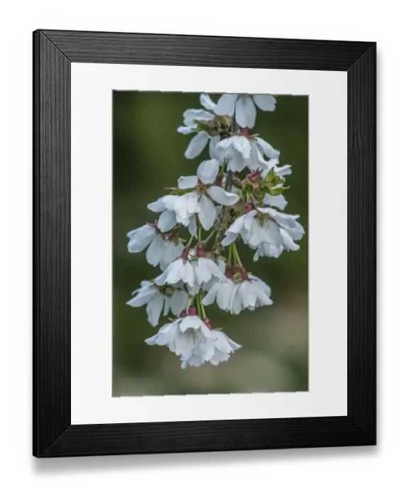 Framed Print : Washington State, Bellevue. Cherry blossoms