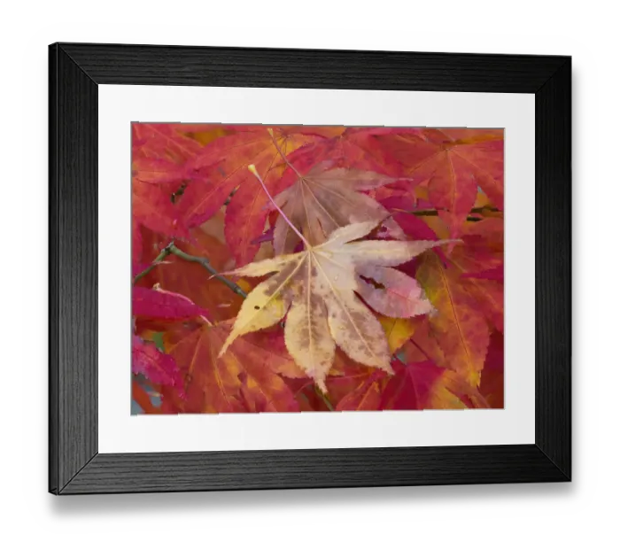 Framed Print : Washington State, Maple leaves Framed Print : Washington State, Maple leaves