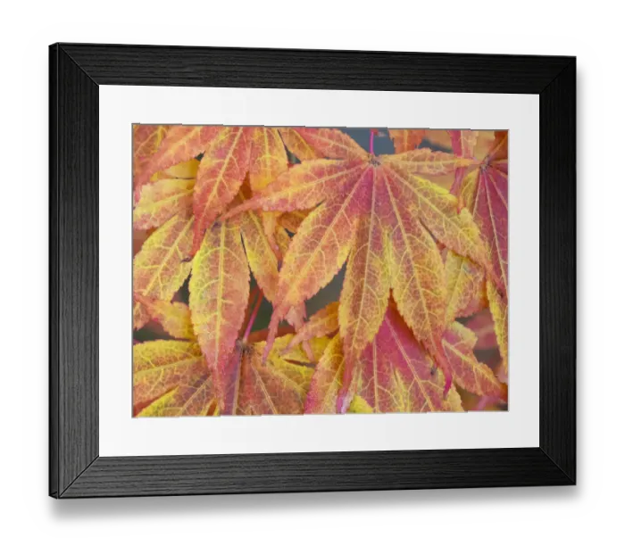 Framed Print : Washington State, Maple leaves Framed Print : Washington State, Maple leaves