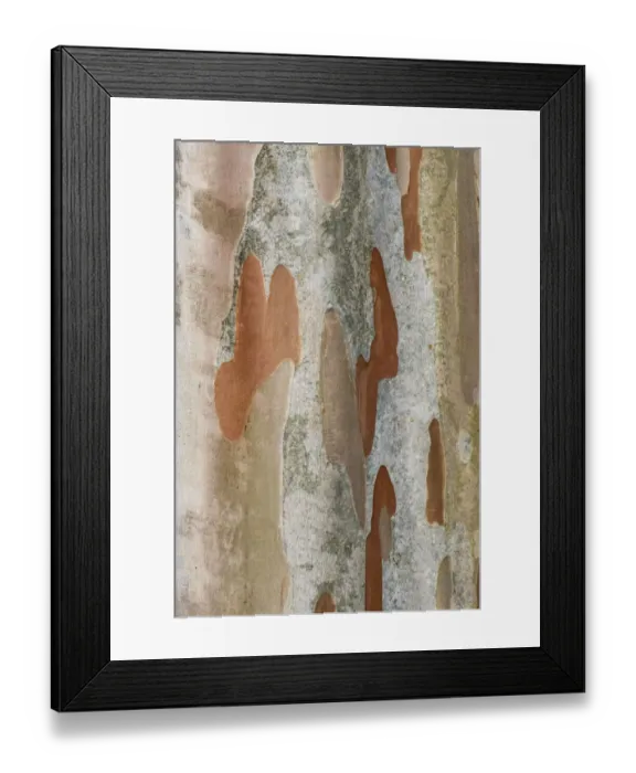 Framed Print : Washington State, Bellevue. Crape Myrtle trunk Framed Print : Washington State, Bellevue. Crape Myrtle trunk