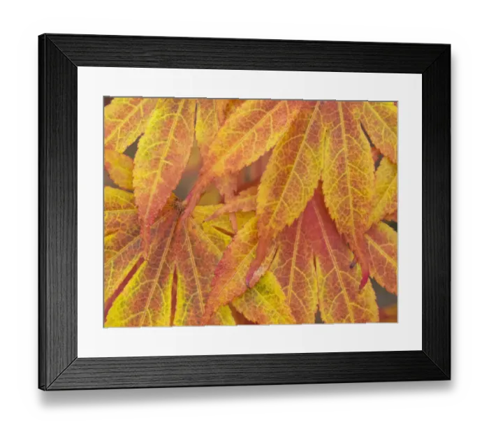 Framed Print : Washington State, Maple leaves Framed Print : Washington State, Maple leaves