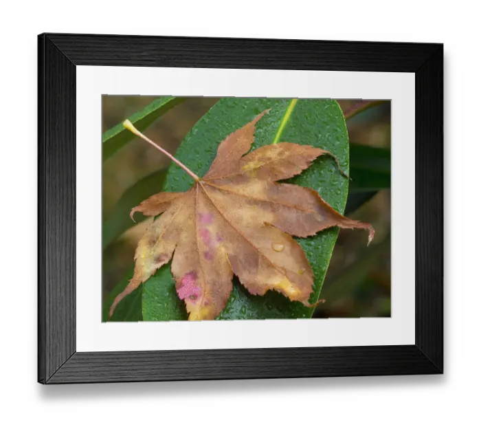 Framed Print : Washington State, Maple Leaf with dew drops Framed Print : Washington State, Maple Leaf with dew drops