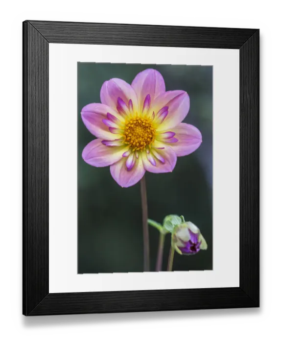 Framed Print : Washington State, Bellevue. Dahlia