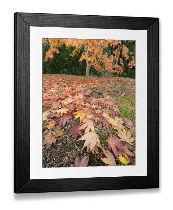 Framed Print : Washington State, Autumn Maple leaves Framed Print : Washington State, Autumn Maple leaves
