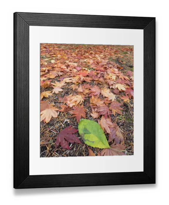 Framed Print : Washington State, Autumn colored maple leaves with green red alder leaf Framed Print : Washington State, Autumn colored maple leaves with green red alder leaf