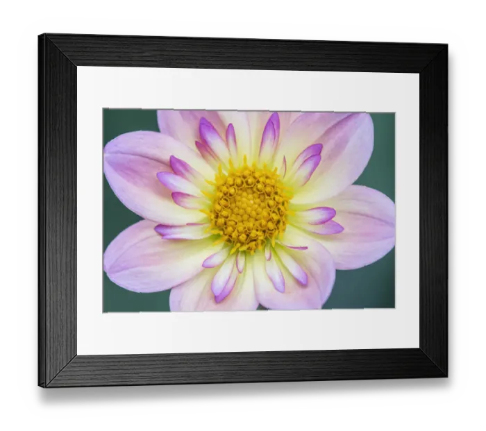 Framed Print : Washington State, Bellevue. Dahlia Framed Print : Washington State, Bellevue. Dahlia