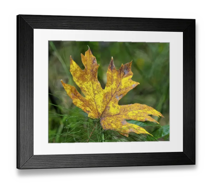 Framed Print : Washington State. Bigleaf maple leaf