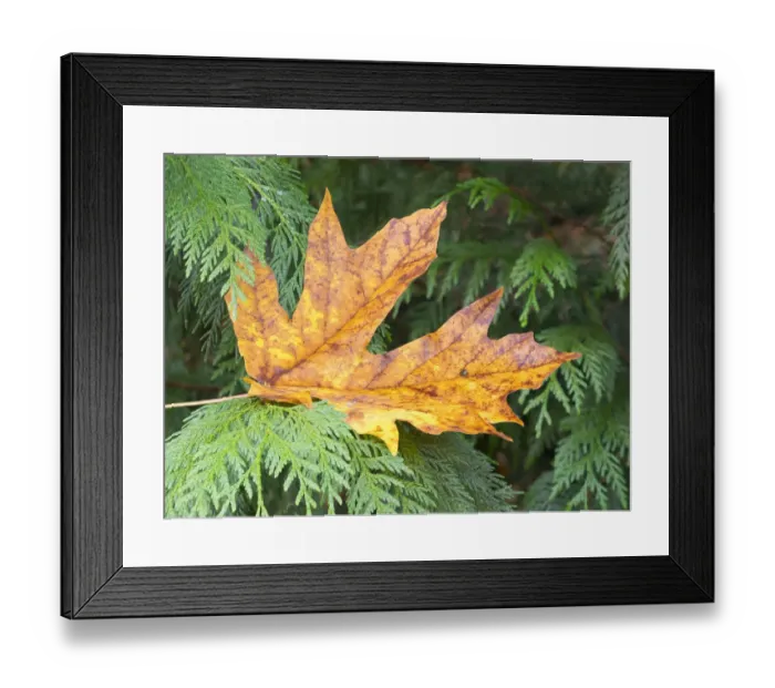 Framed Print : Washington State. Bigleaf maple leaf