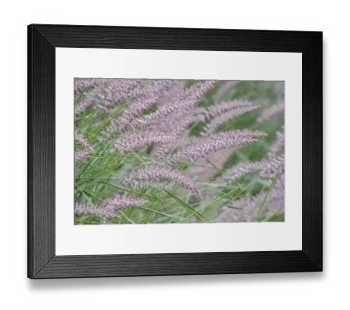 Framed Print : Washington State, Bellevue. Fountain grass Framed Print : Washington State, Bellevue. Fountain grass