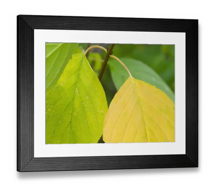 Framed Print : Washington State, Pacific Dogwood Leaf close-up Framed Print : Washington State, Pacific Dogwood Leaf close-up