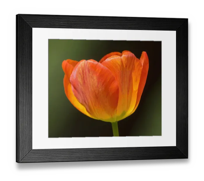 Framed Print : Washington State, Tulip close-up Framed Print : Washington State, Tulip close-up