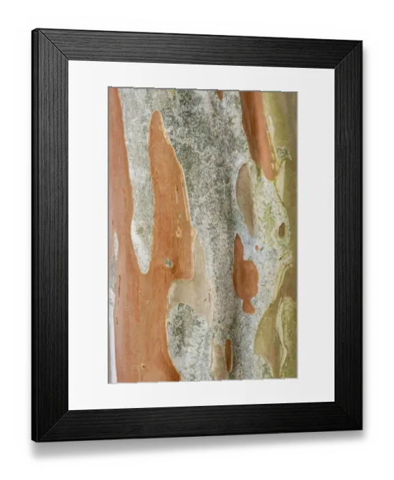 Framed Print : Washington State, Bellevue. Crape Myrtle trunk Framed Print : Washington State, Bellevue. Crape Myrtle trunk