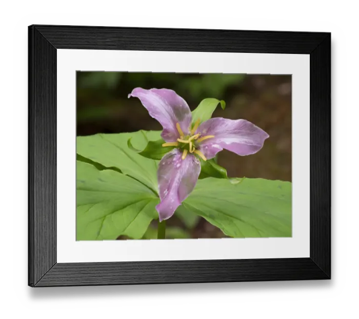 Framed Print : Washington State, Mount Baker-Snoqualmie National Forest, trillium close-up Framed Print : Washington State, Mount Baker-Snoqualmie National Forest, trillium close-up