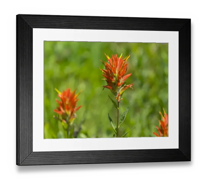 Framed Print : Washington State, Mount Rainier National Park. Magenta Paintbrush Framed Print : Washington State, Mount Rainier National Park. Magenta Paintbrush